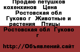 Продаю петушков кохенхинов › Цена ­ 1 500 - Ростовская обл., Гуково г. Животные и растения » Птицы   . Ростовская обл.,Гуково г.